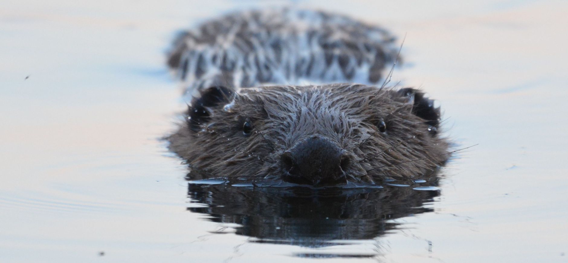 Bever