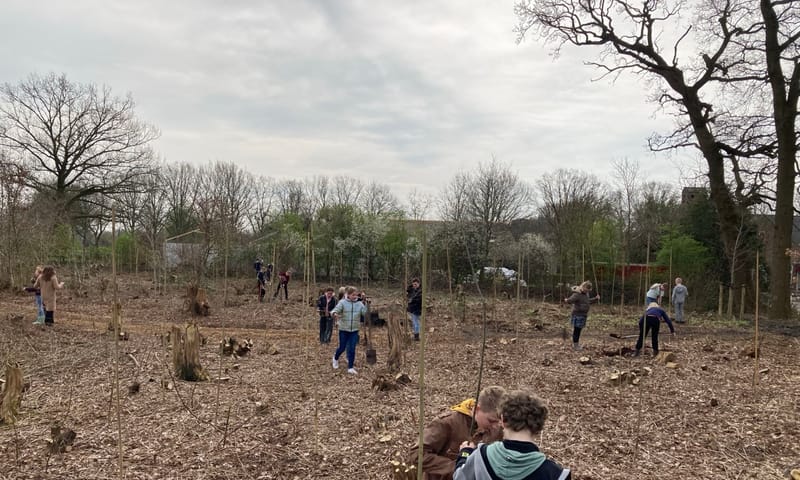 Aanplanten nieuwe eikjes