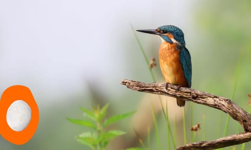 IJsvogel - ei