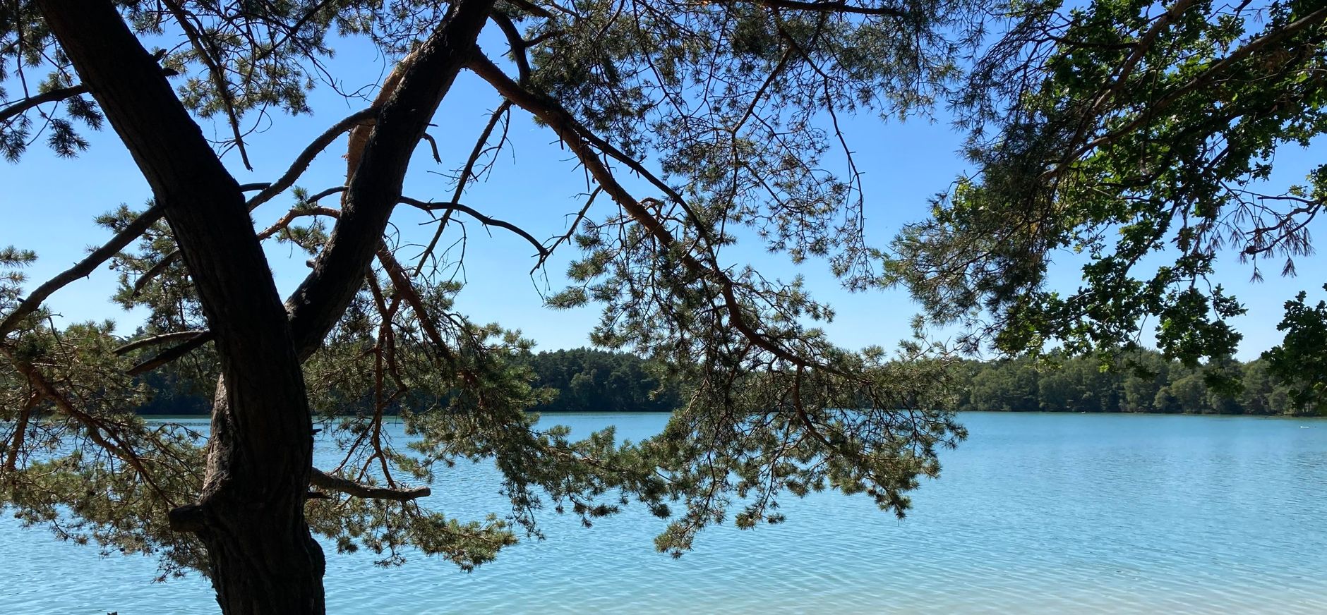 Het Blauwe Meer Blauwe zwemplas met strand en een boom op de voorgrond