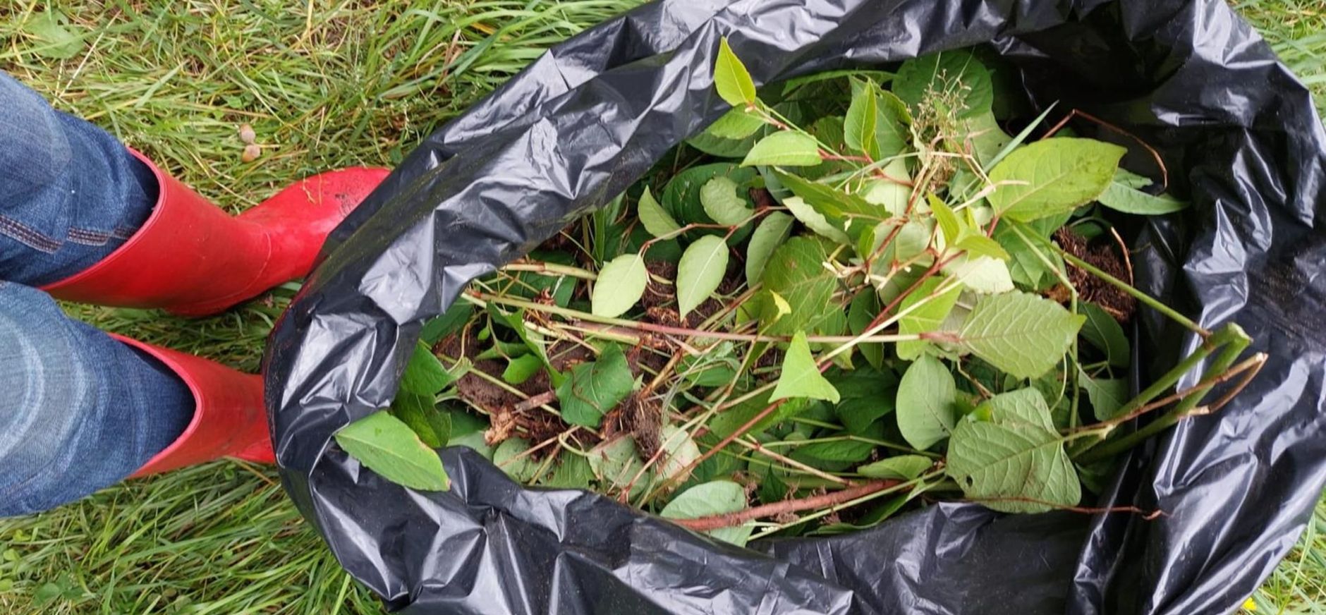 Japanse duizendknoop bestrijden Velhorst