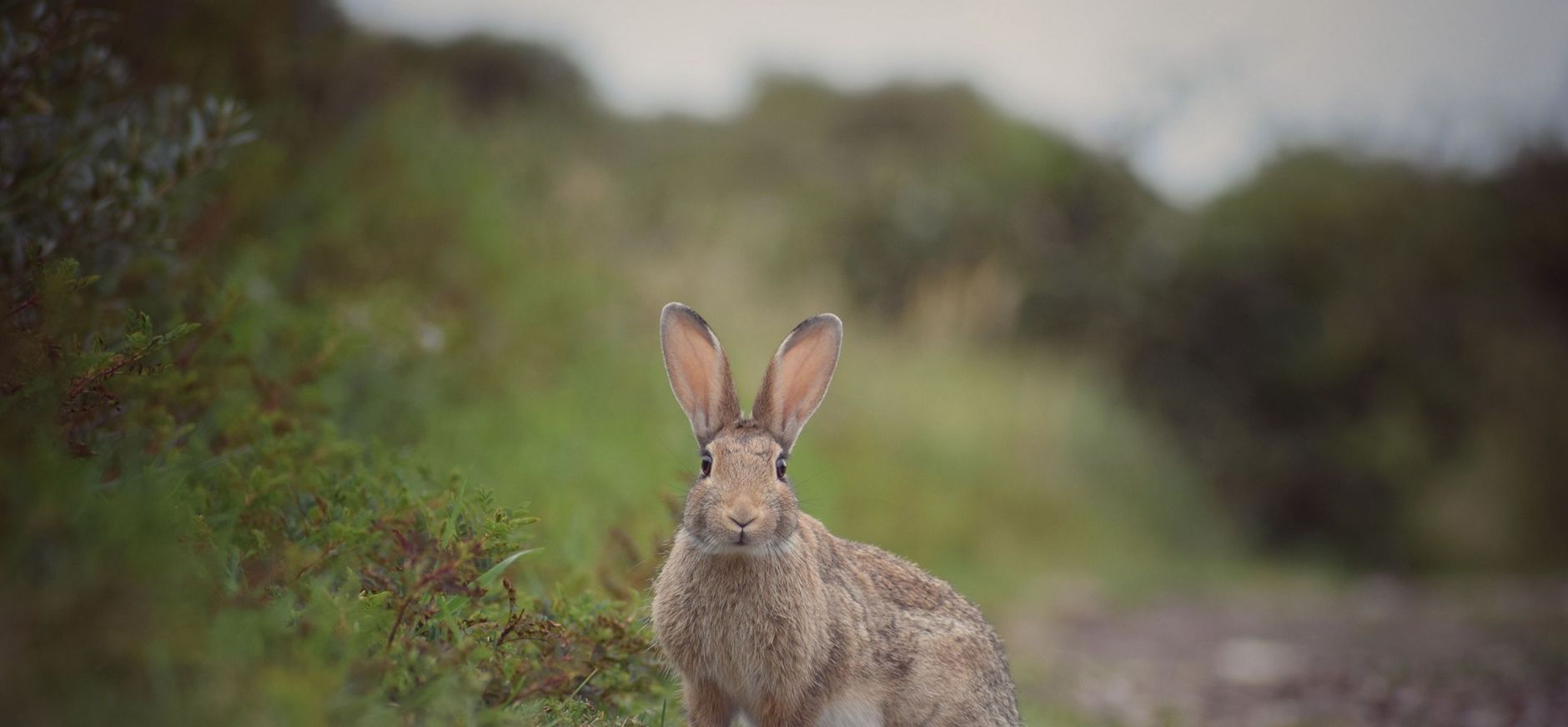 Konijn Konijn in de duinen