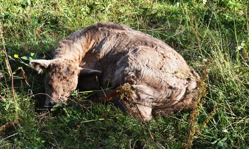 Galloway kalfje slapen in het gras