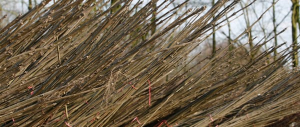 Jonge bomen voor Klimaatbos