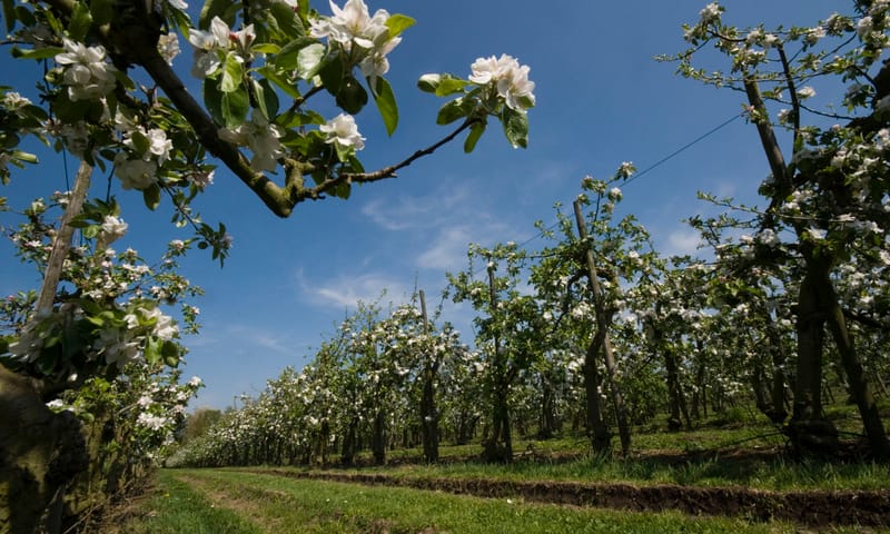 Appel