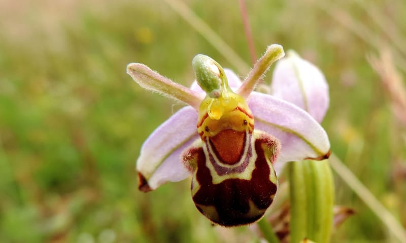 Bijenorchis Bijenorchis