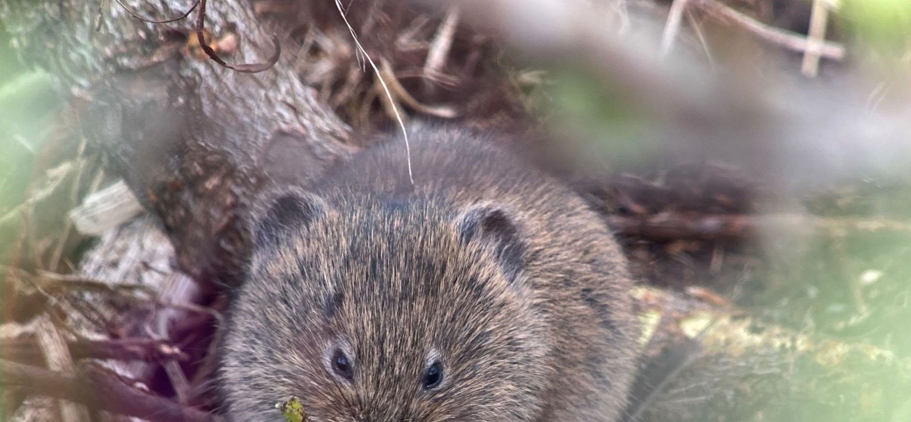 Noordse woelmuis
