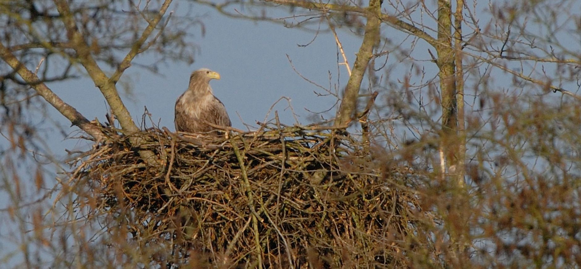 Zeearend op nest Zeearend op nest