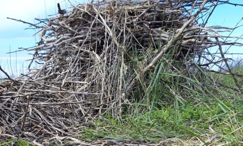 Nest lepelaar Nest lepelaar
