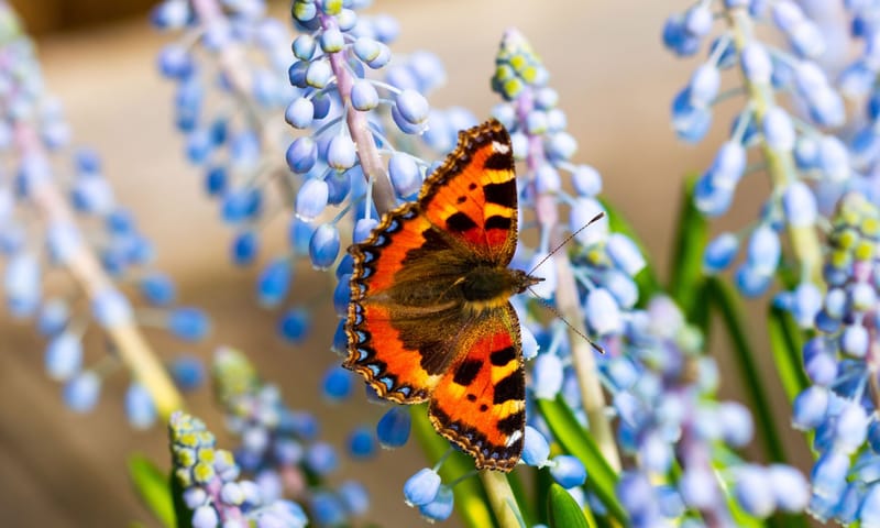 Kleine vos op blauwe druif Vlinder kleine vos drinkt nectar van blauwe druif