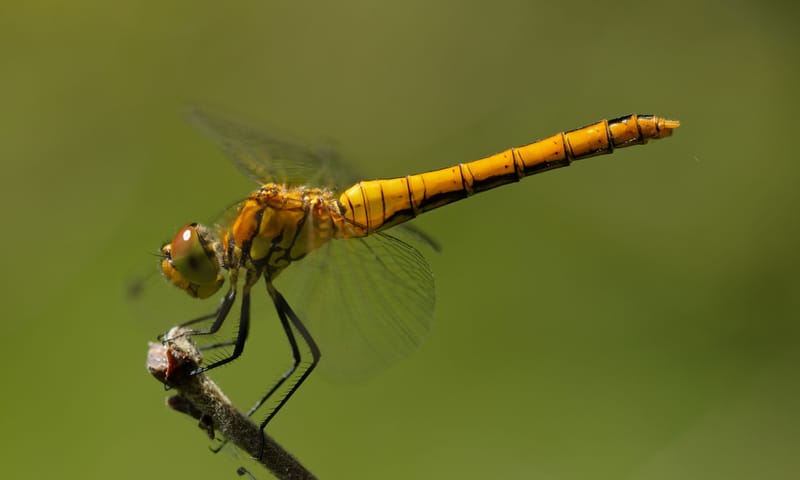 bloedrode heidelibel bloedrode heidelibel