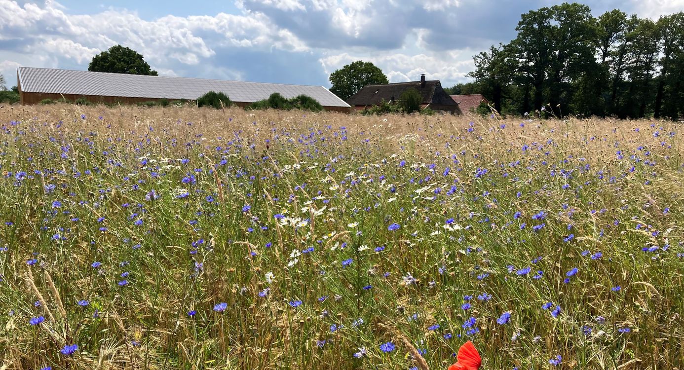 Nieuwe stal Natuurboerderij Velhorst