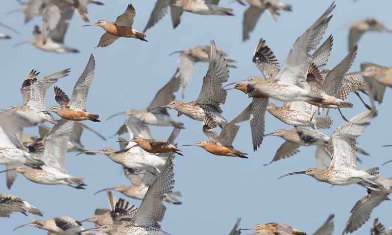 vogeltrek