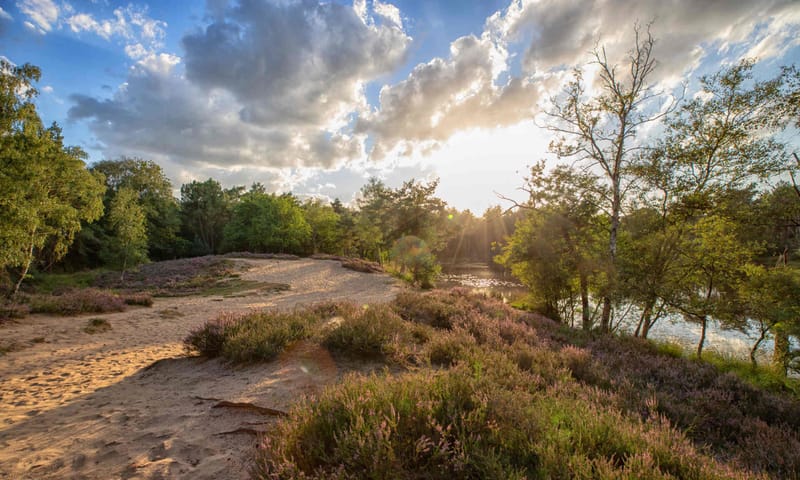 stuifzandheide stuifzandheide