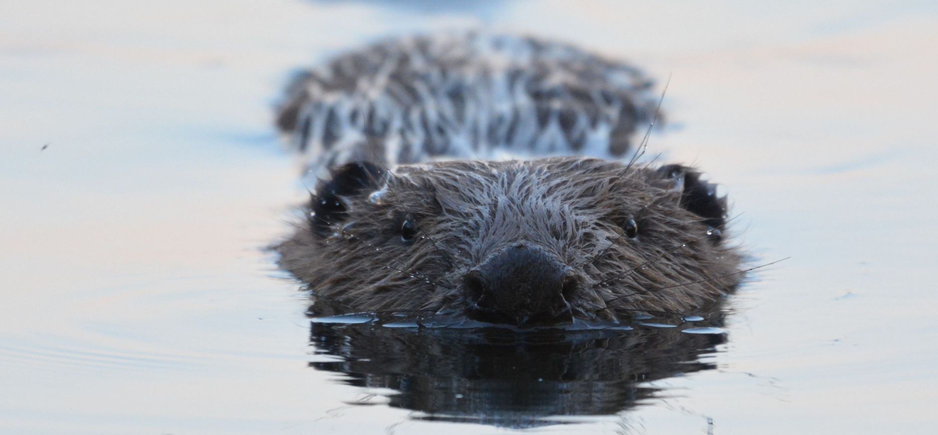 Bever
