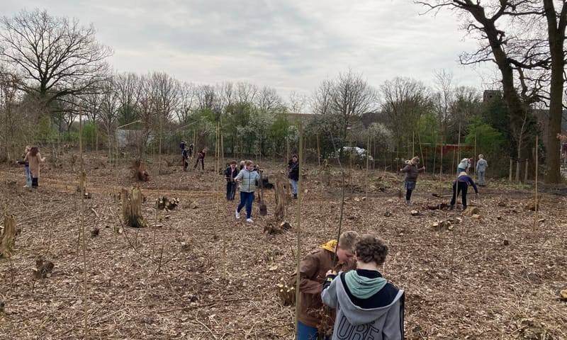 Aanplanten nieuwe eikjes