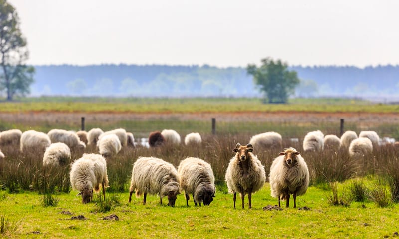 Drents Heideschaap