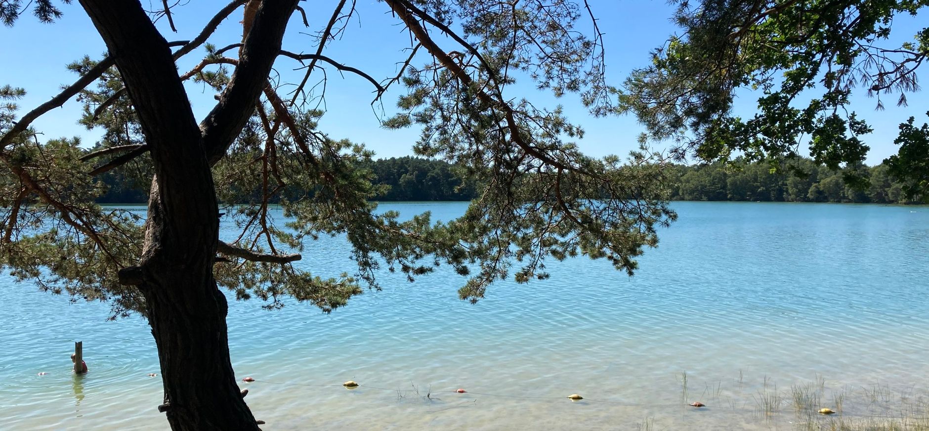 Het Blauwe Meer Blauwe zwemplas met strand en een boom op de voorgrond
