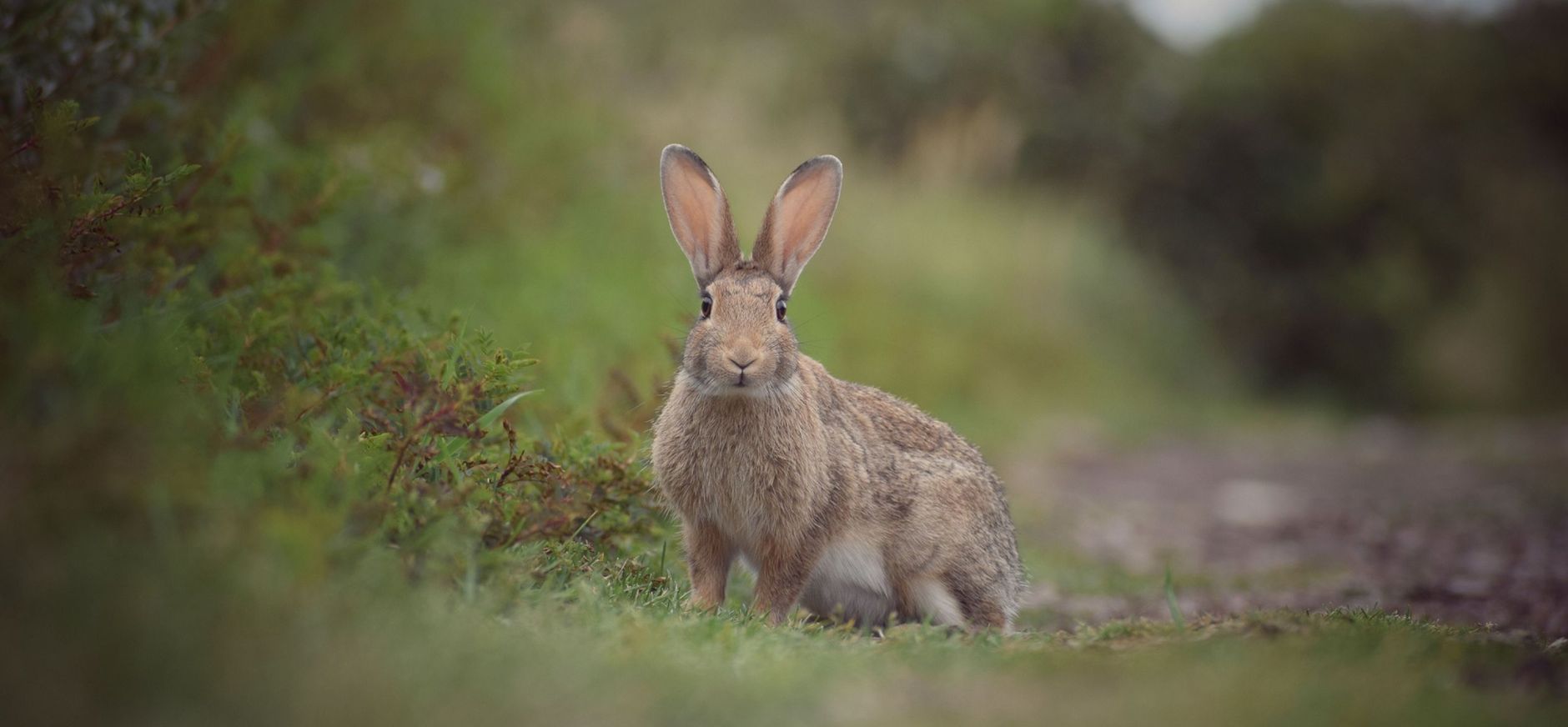 Konijn in de duinen
