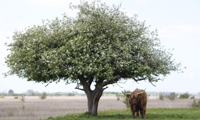 Tiengemeten