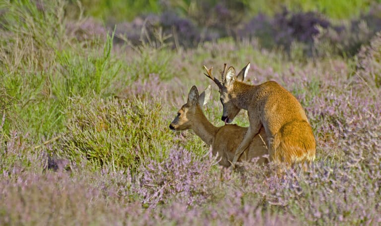 Wildspotwandeling reeën
