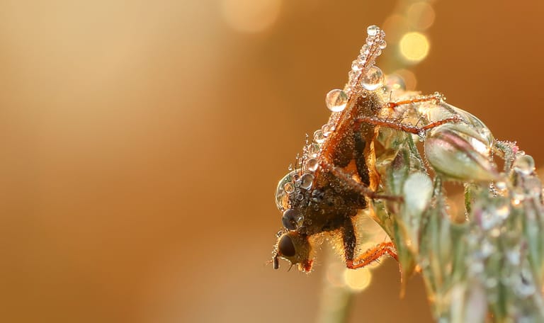Dauwtrappen Vreugderijkerwaard