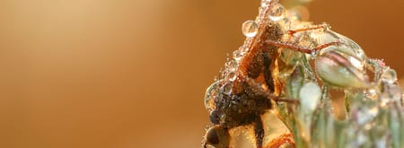 Dauwtrappen Vreugderijkerwaard