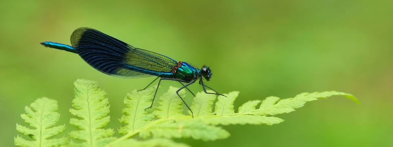 Weidebeekjuffer Weidebeekjuffer