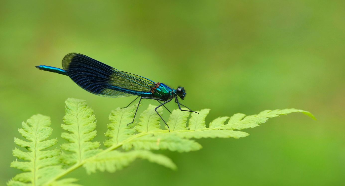 Weidebeekjuffer Weidebeekjuffer