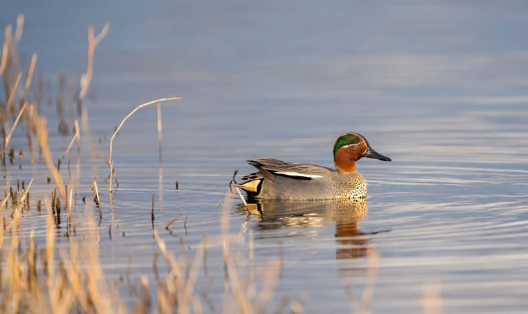 Wintertaling Tiengemeten