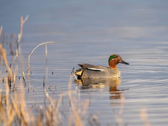 Wintertaling Tiengemeten