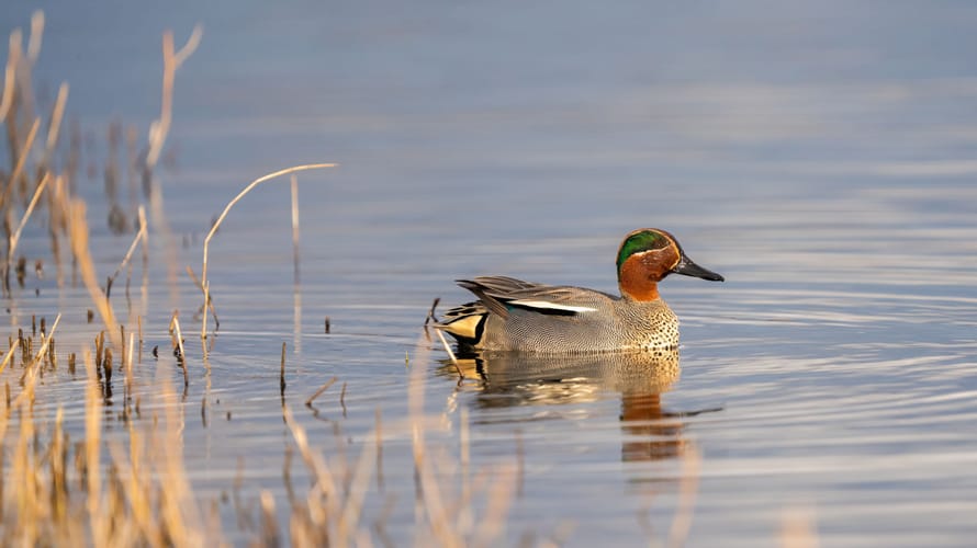 Wintertaling Tiengemeten