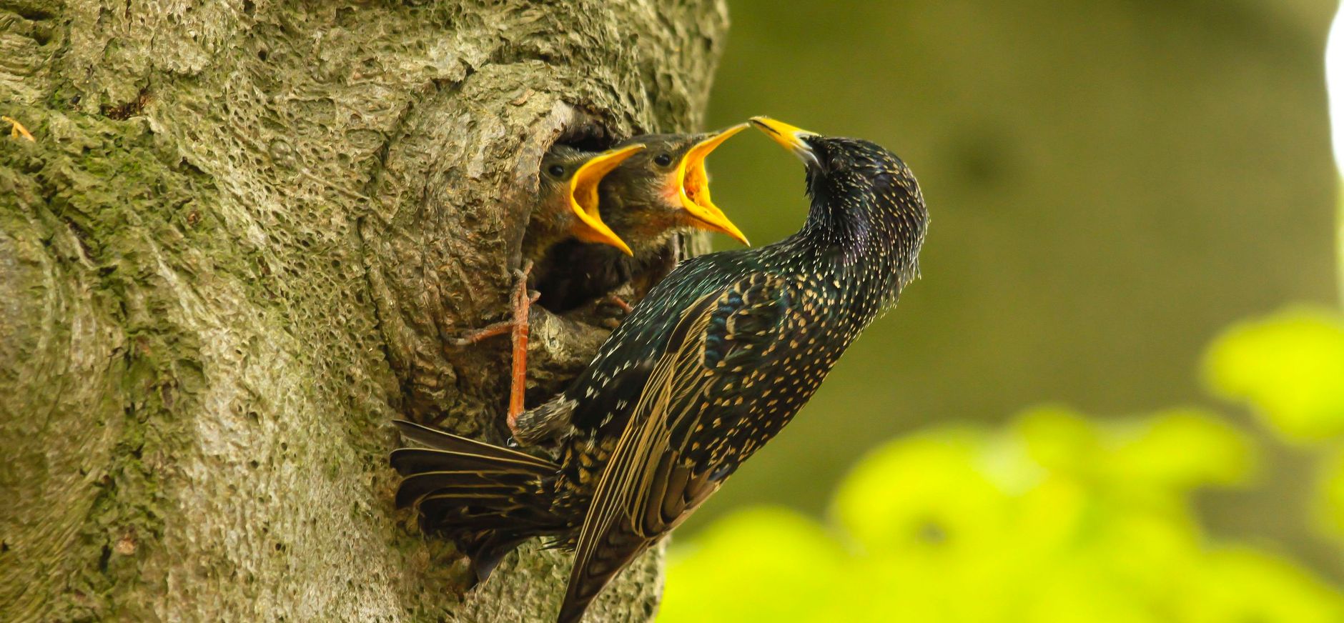 Nest Nest