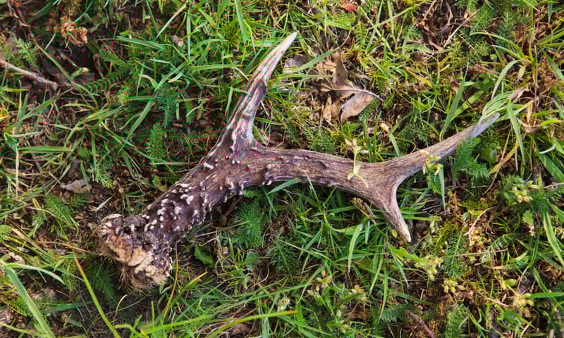 afgeworpen  gewei ree