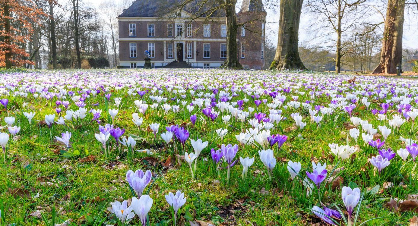 Landgoed Hackfort met op de voorgrond een veld vol krokussen