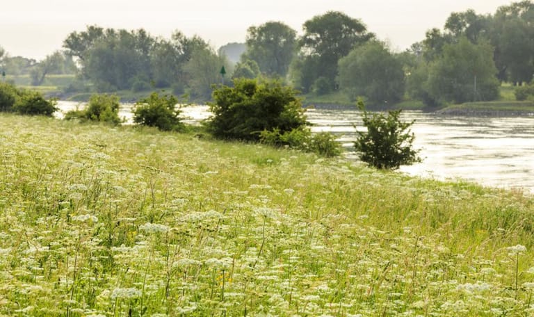bloemrijke oever aan de IJssel