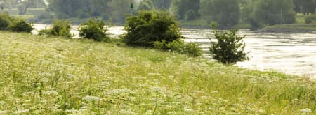 bloemrijke oever aan de IJssel
