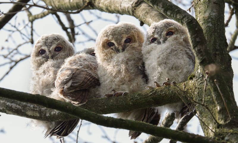 Gilo van Bernebeek Bosuillen