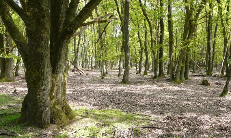 Eikenhakhout in het bos