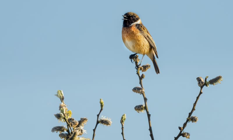 Klaas van der Wal Roodborsttappuit