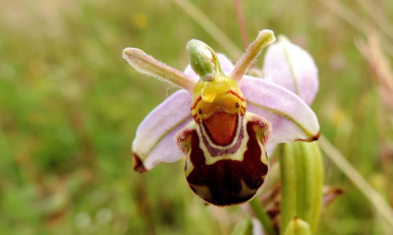 Bijenorchis