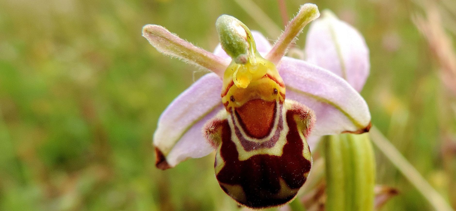 Bijenorchis