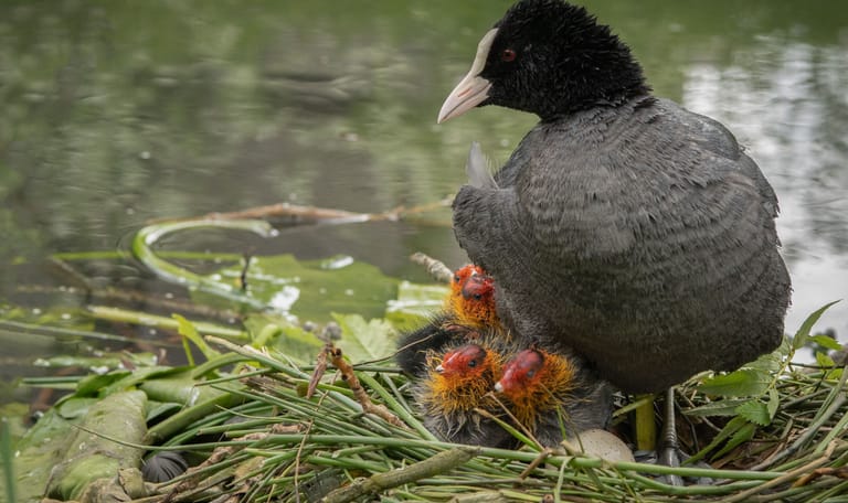 Nest meerkoet