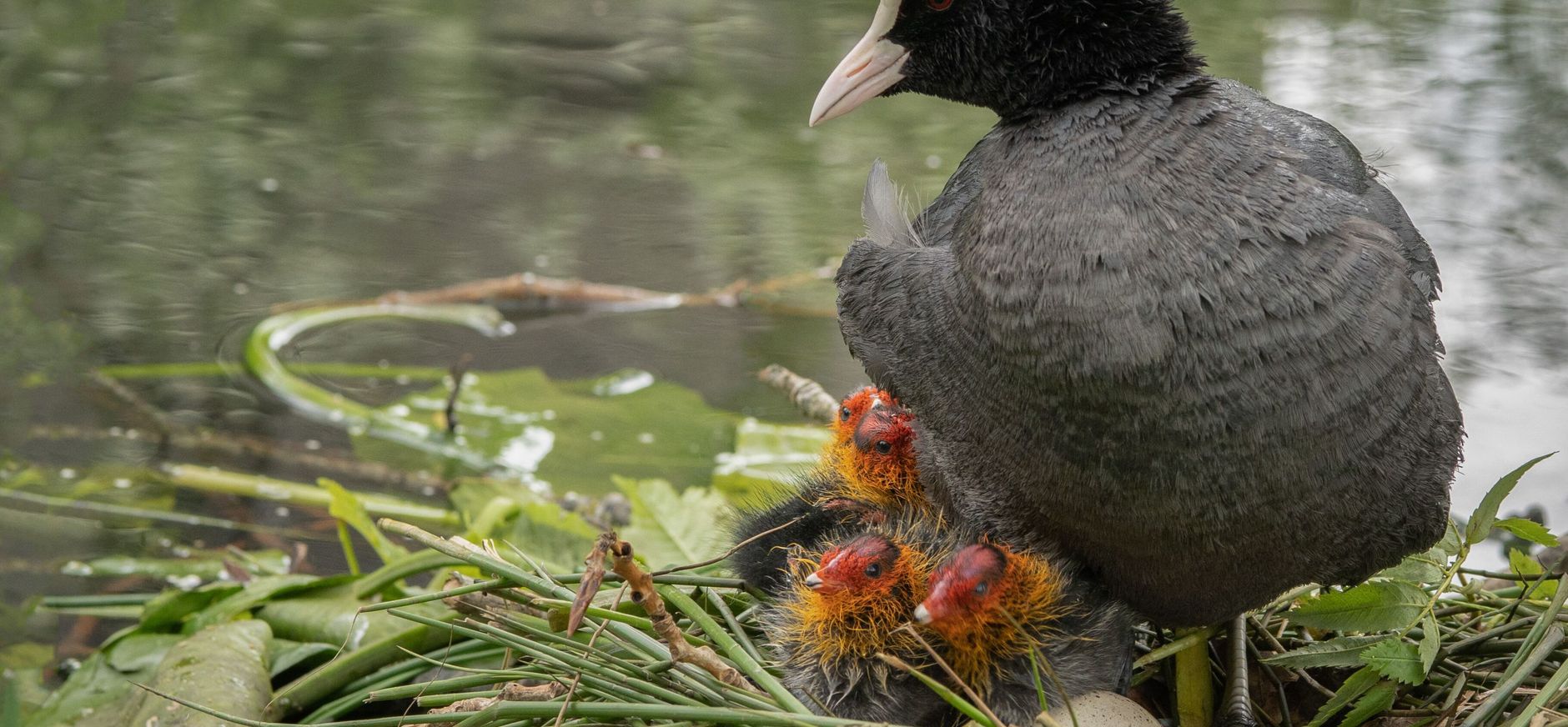 Nest meerkoet