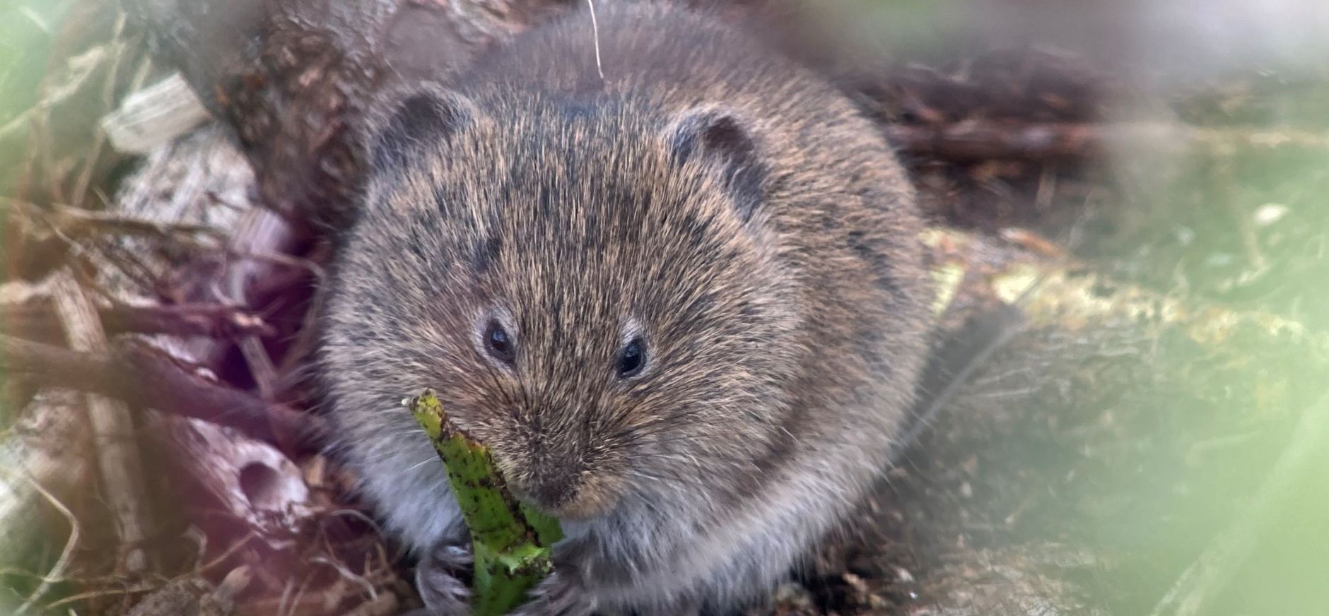 Noordse woelmuis