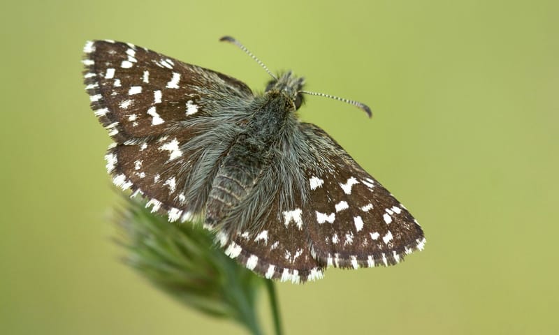 Nel Appelmelk Aardbeivlinder