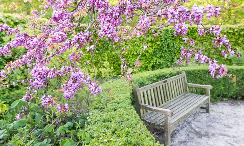 Kers Landgoed Beeckestijn