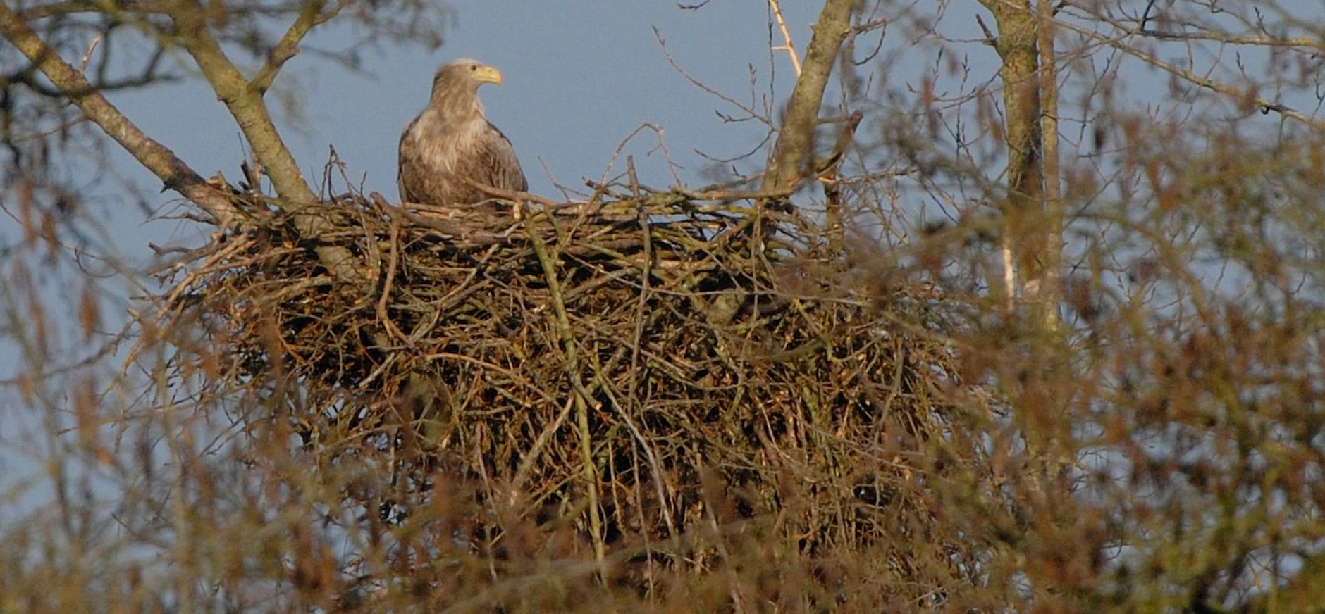 Zeearend op nest