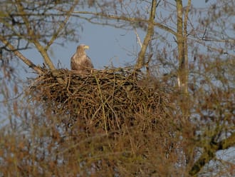 Zeearend op nest
