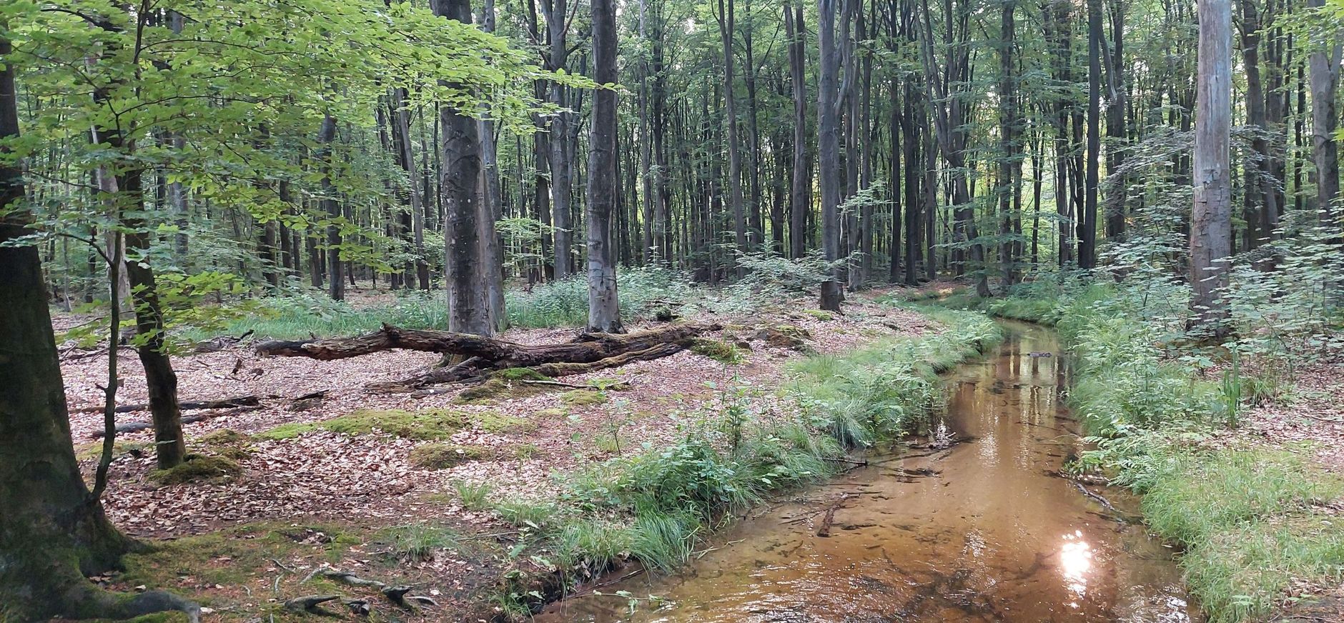 Voorsterbeek Voorsterbeek